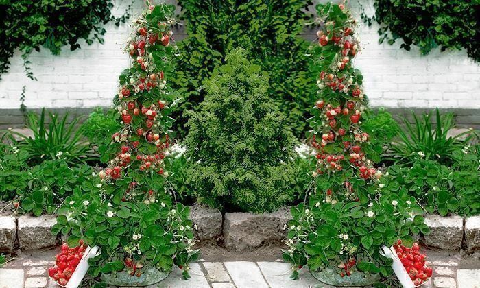 Piante & sementi: Fraisier Mount Everest  5 plants – Nuovo (secondo la descrizione) da Bremblens venduto da FIBONACCI369 2