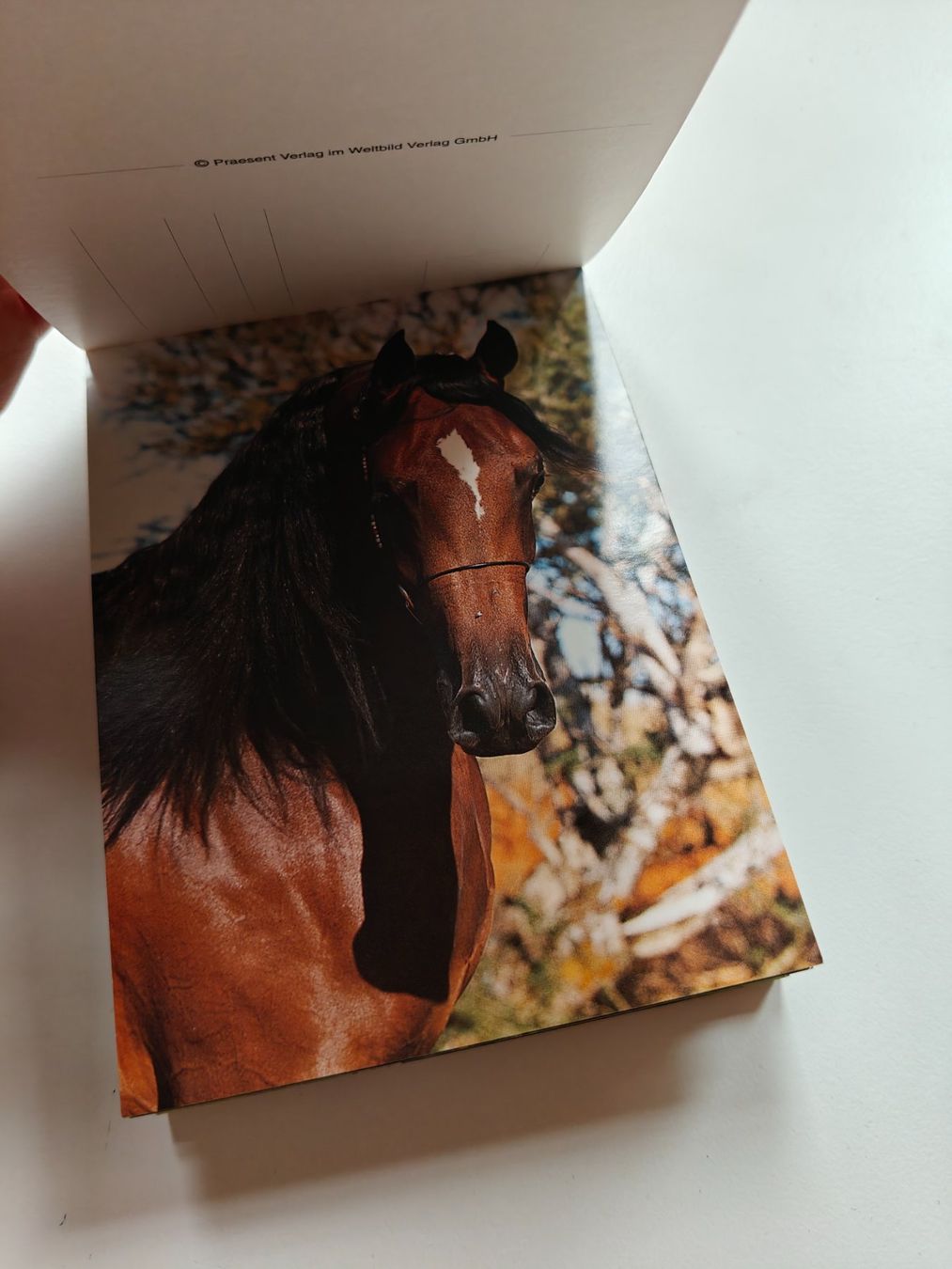 Cartoline: Pferde Postkarten 28. Stk. – Usato da Biglen venduto da oinkioink88 2