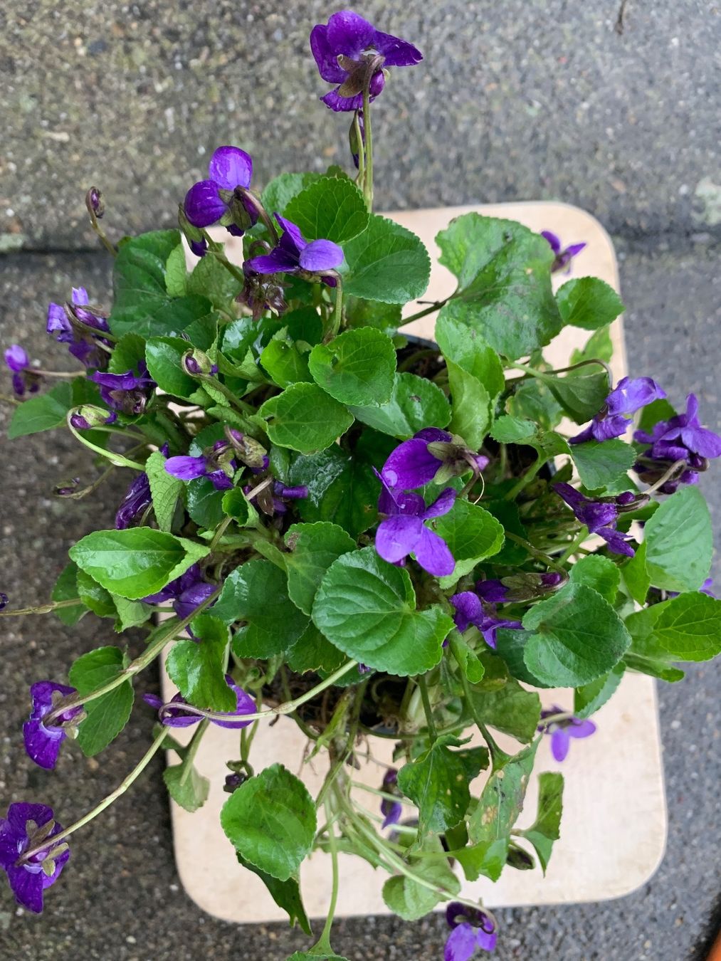 Piante & sementi: Veilchen 9x9 cm winterharte Gartenpflanze Bodendecker – Nuovo (secondo la descrizione) da Auenstein venduto da mar_8mxd 1