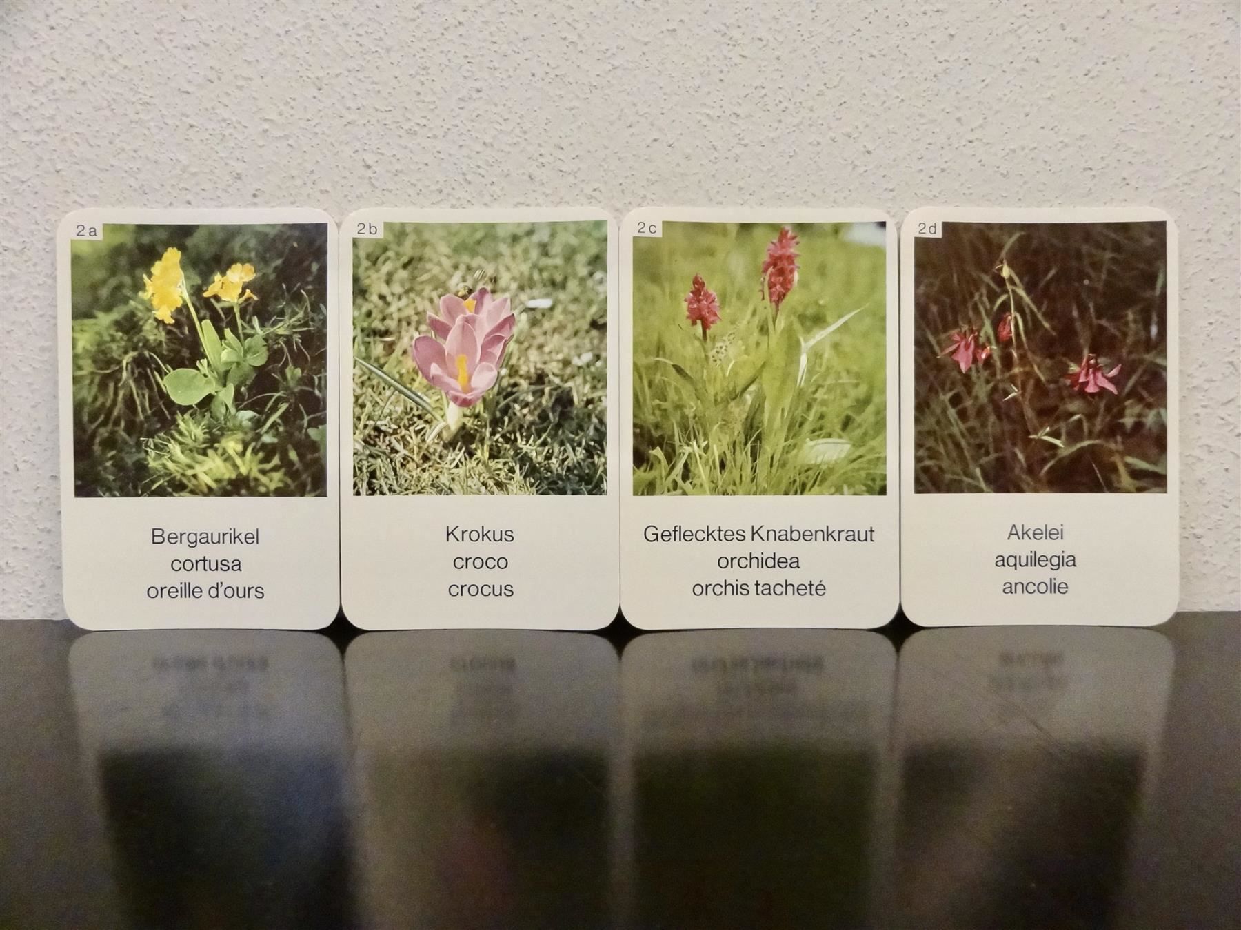 Spiele: altes Quartett BLUMEN-QUARTETT BLUMEN – Gebraucht aus Kerzers von wisaundsowiso 4