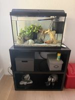 Aquarium complet avec meuble et decoration bon état