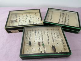 3 Boxen mit Insektensammlung