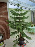 Zimmer-Tanne, Araukarie, ca 2.30m Gross, Weihnachtsbaum
