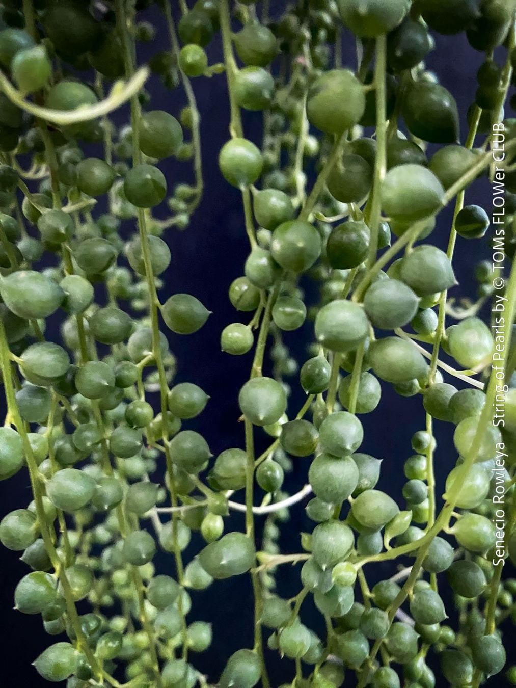 Piante & sementi: Senecio Rowleyanus - Perlenkette für Dich... – Nuovo e nell'imballaggio originale da Adliswil venduto da astom369 2