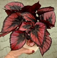 BEGONIA REX 'Red Heart' D: 30 cm Pflanze im Keramik Dekotopf