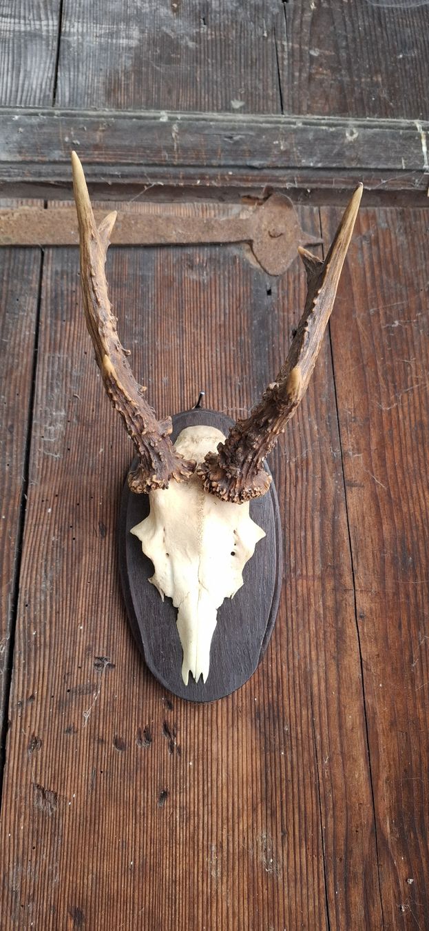 Altre raccolte & rarità: Rehgeweih auf Holzschild - Herbstdeko Jagdtrophäe – Usato da Buttisholz venduto da REX001