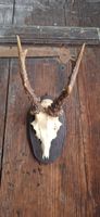 Rehgeweih auf Holzschild - Herbstdeko Jagdtrophäe