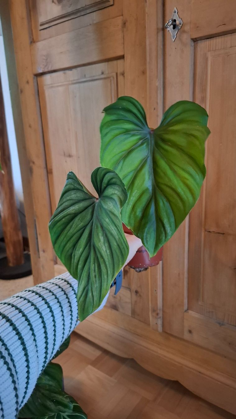 Plantes & graines: Philodendron Plowmanii – D'occasion à Hausen AG par Pflaenzlioase