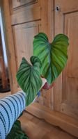 Philodendron Plowmanii