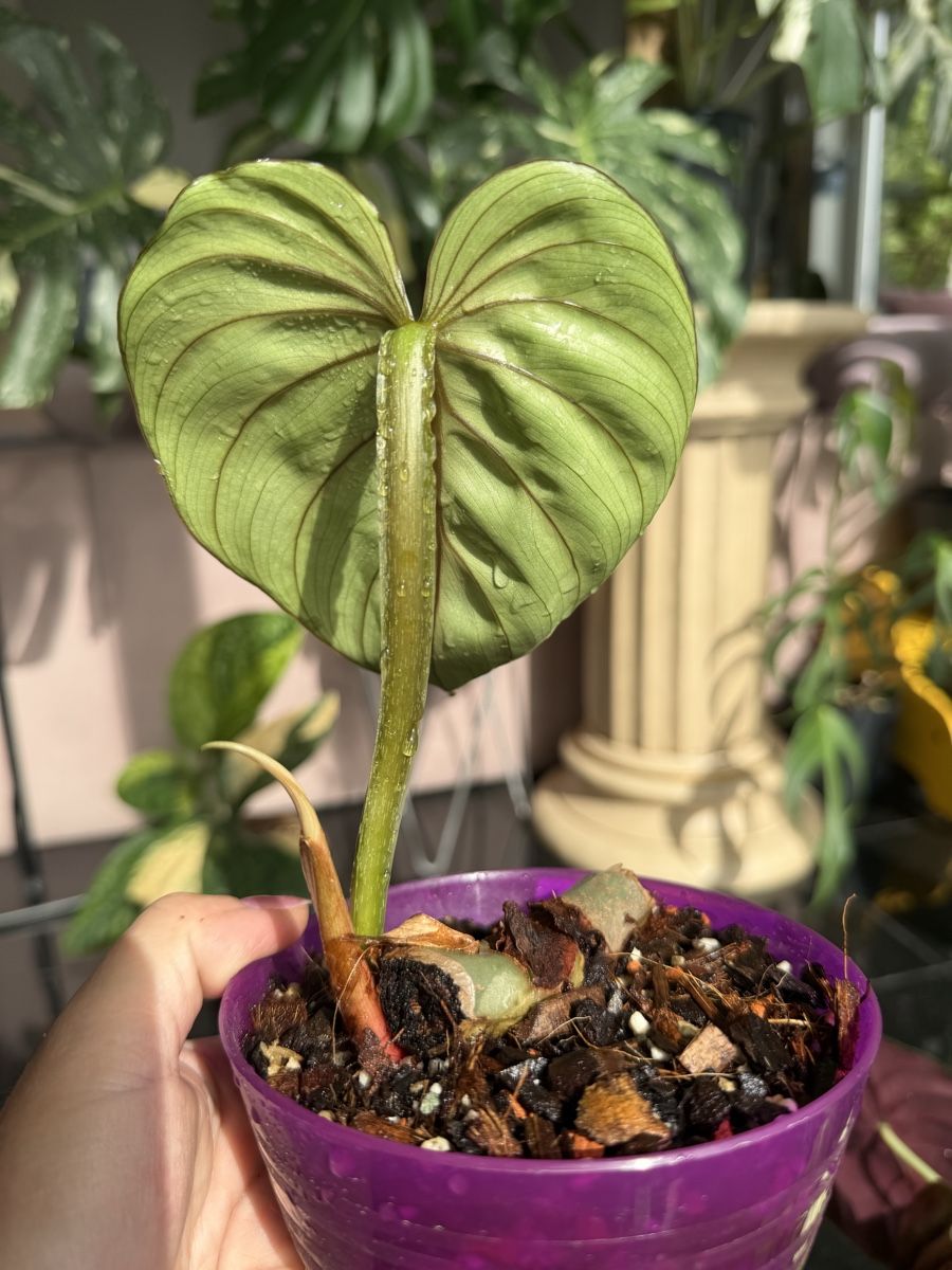 Piante & sementi: Philodendron Plowmanii Round Form – Nuovo (secondo la descrizione) da Buchrain venduto da Stetoscop 1