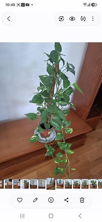 Pflanzen & Samen: Fleur  – Gebraucht aus Corcelles-près-Payerne von bebenado