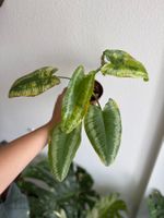 Schismatoglottis Wallichii Variegated