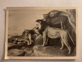 AK Naturhistorisches Museum Bern