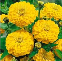 Zinnia / Dahlienblütige-Zinnie / Gelb, 50-70 cm / 10 Samen