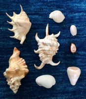 8 Muscheln alles wie abgebildet