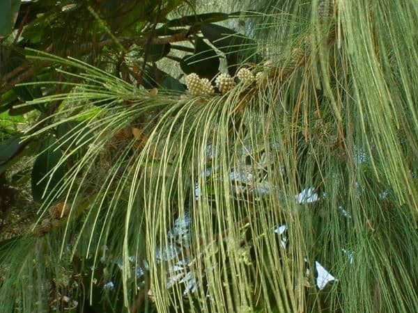 Piante & sementi: PIN AUSTRALIEN (Casuarina E.)  30g – Nuovo (secondo la descrizione) da Bremblens venduto da FIBONACCI369
