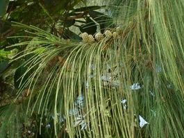 PIN AUSTRALIEN (Casuarina E.)  30g