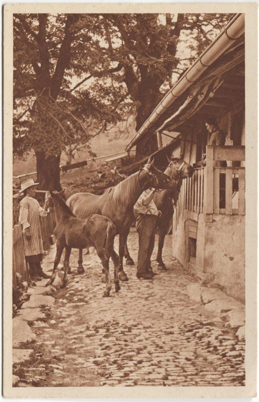 Cartoline postali: Landwirtschaft/Pferde 1920 Aargau oder Bern – Usato da Rothrist venduto da Clanx