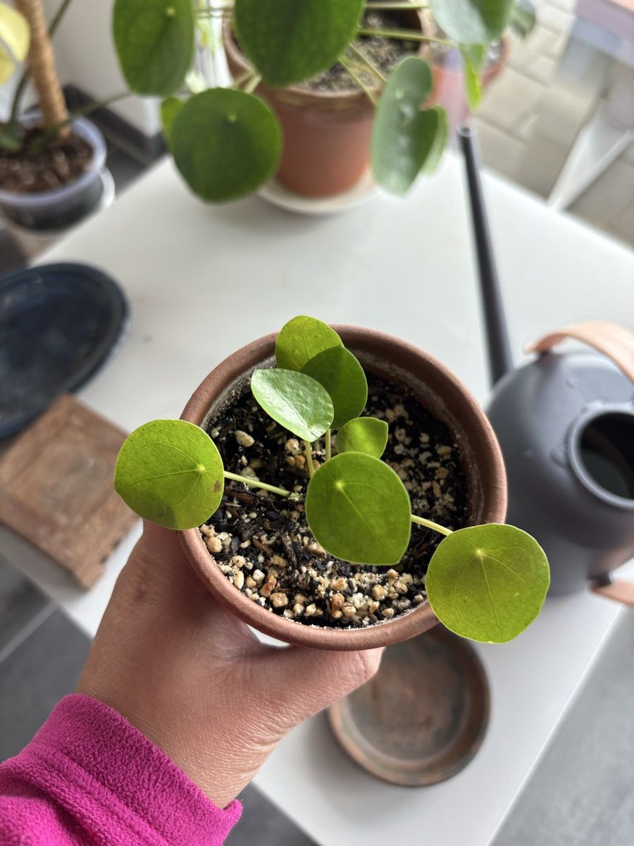 Piante & sementi: Sehr gesunde Pilea – Usato da münchenbuchsee venduto da Satinelam210 1