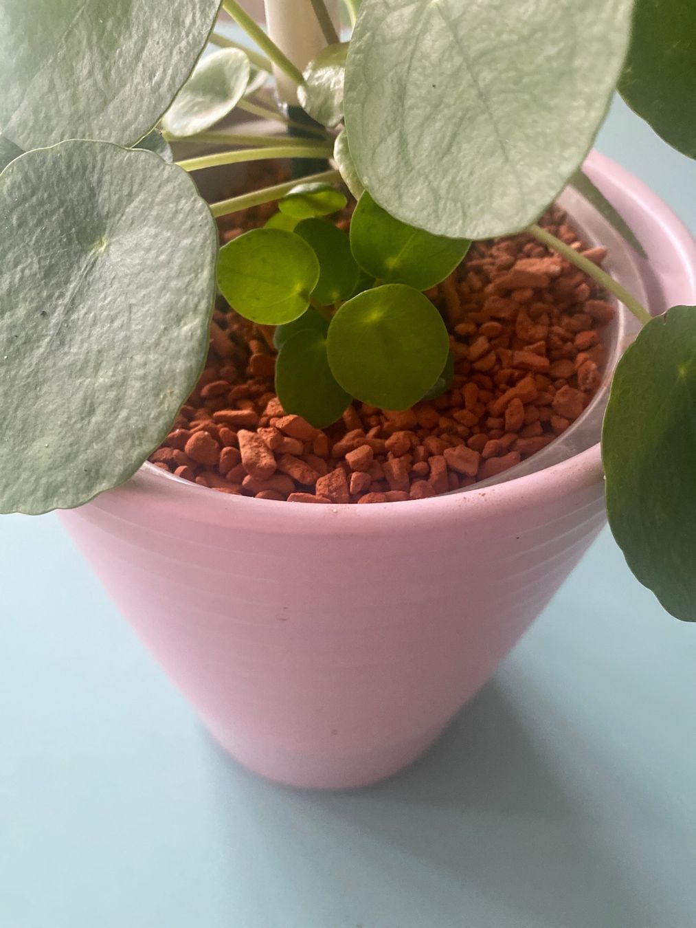 Piante & sementi: Geld - oder Dollarpflanze 'Pilea' mit Baby – Nuovo (secondo la descrizione) da Zürich venduto da echt01 2