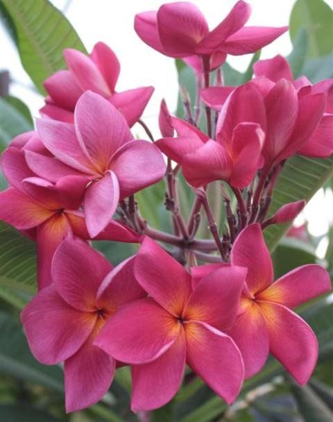 Frangipani Red Cherry Kaufen auf Ricardo