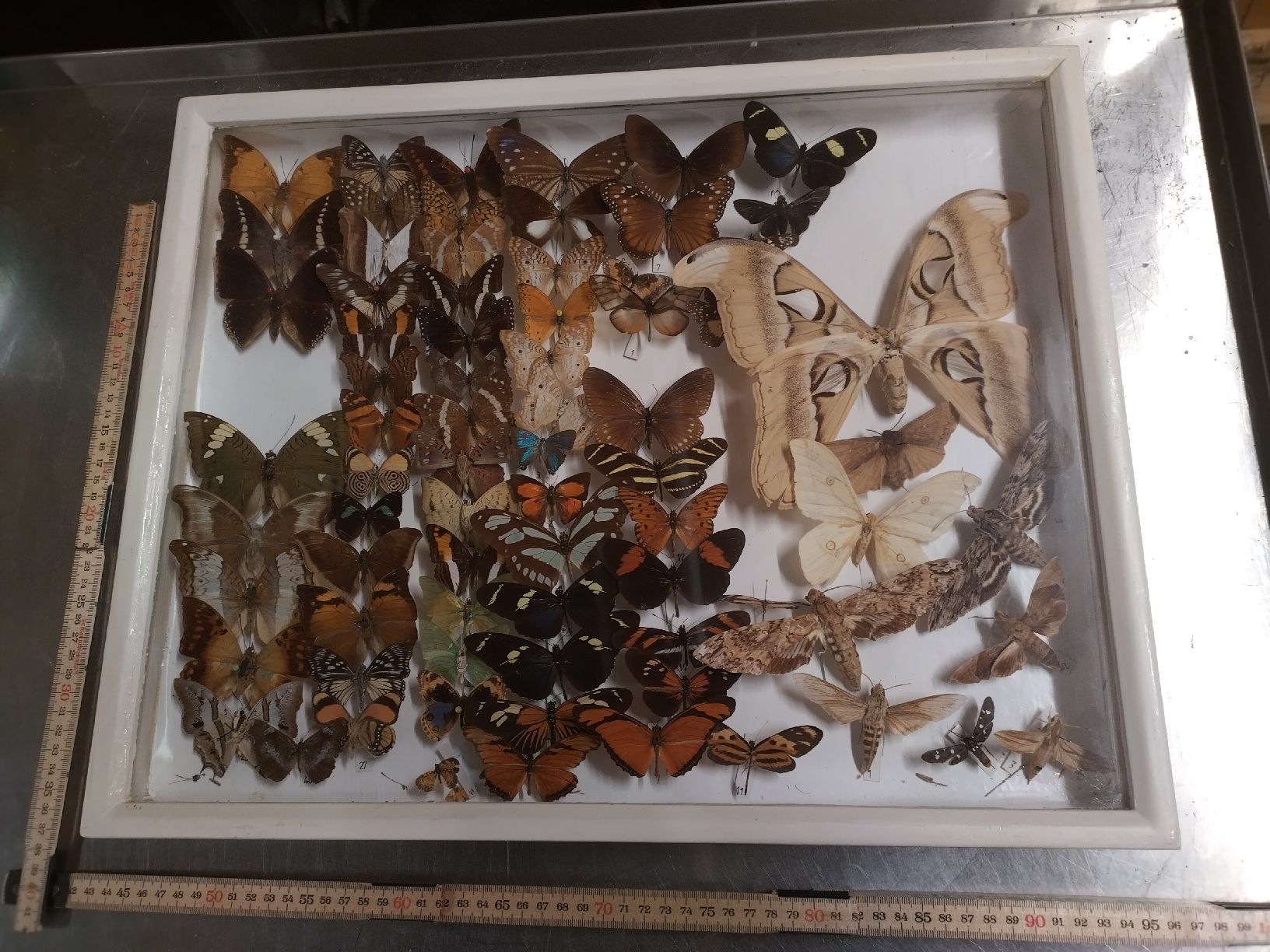 Il mondo degli animali: Sammlung von exotischen Schmetterlingen – Usato da Wettingen venduto da Bwalti