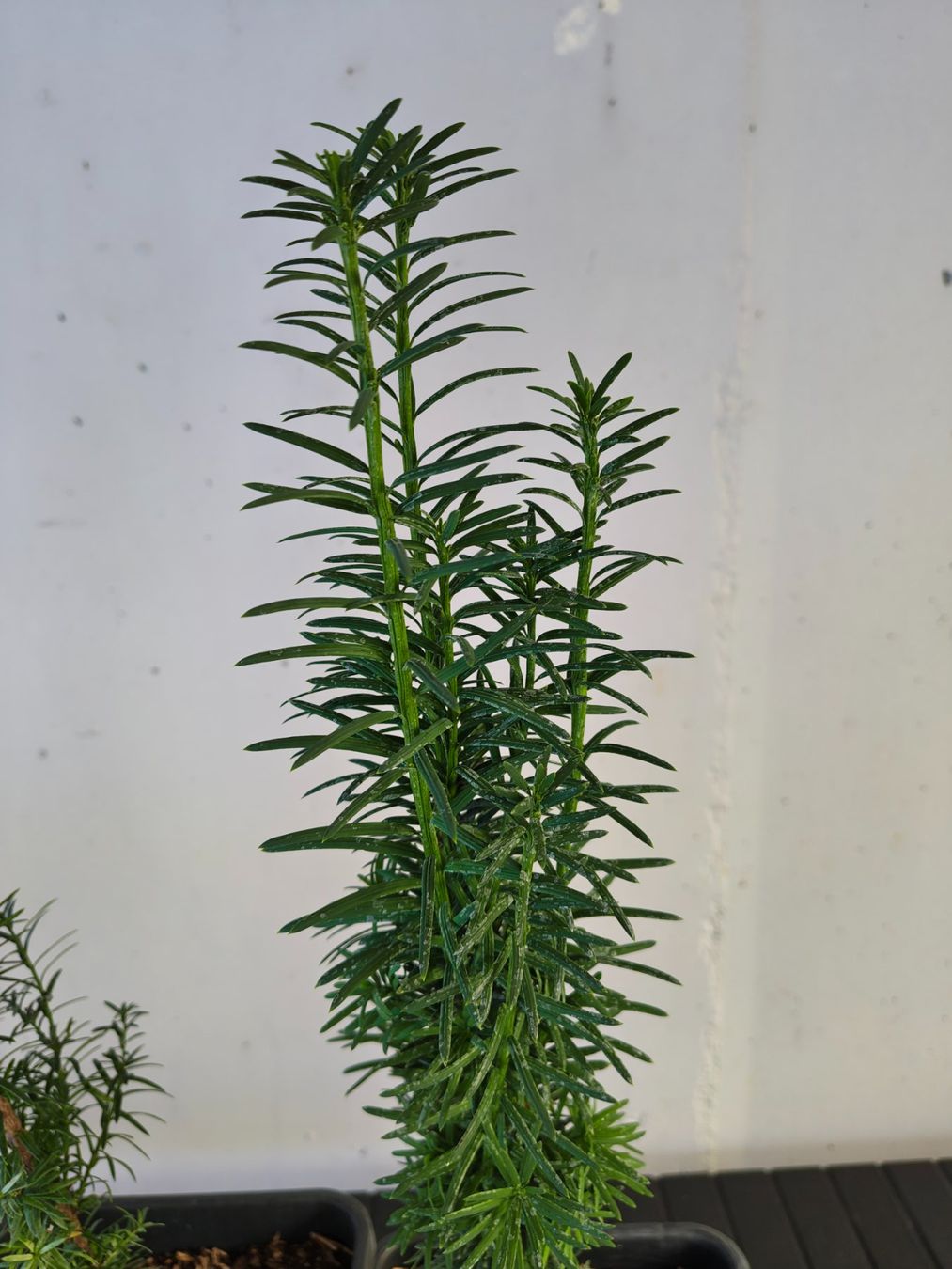 Piante & sementi: Eibe Taxus baccata – Nuovo (secondo la descrizione) da Uerkheim venduto da Justi.y 3