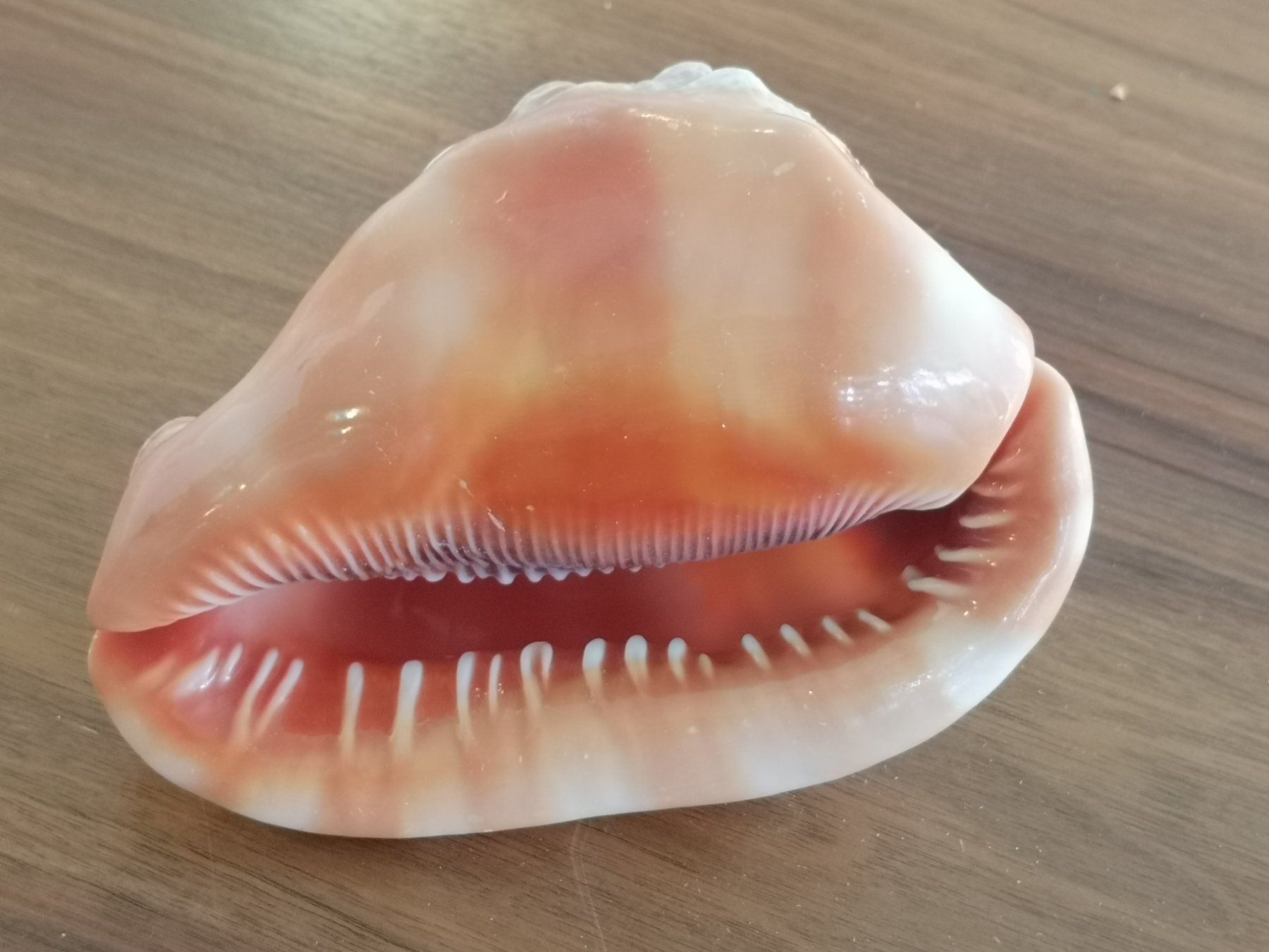 Fossili: Cassis Rufa Cassis Cornuta - Schnecke Sea Shell 14x10cm Cebu – Usato da Kloten venduto da Asiatica 5
