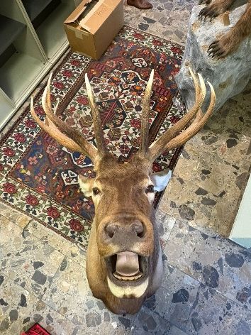 Il mondo degli animali: Wapitihirsch Trophäe, präpariert guter Zustand – Usato da Wettingen venduto da Bwalti 3