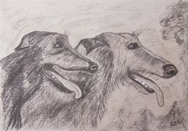Kohlezeichnung: Irischer Wolfshund