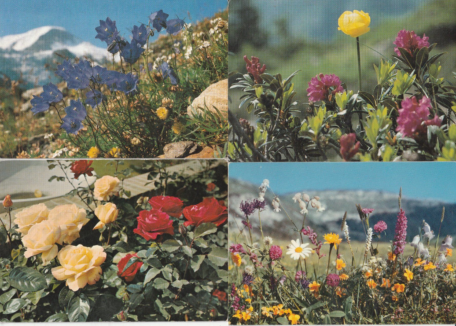 Cartoline postali: 4 Schöne Blumenkarten – Usato da Lumbrein venduto da made02