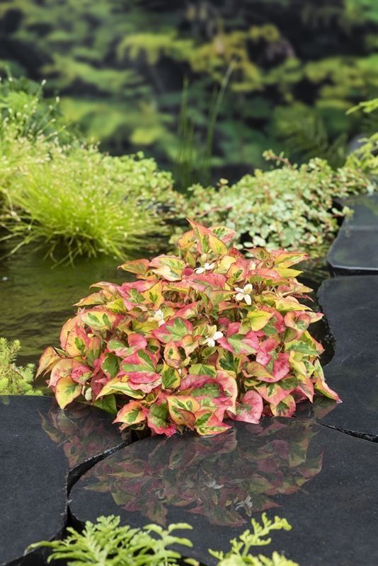 Pflanzen & Samen: Houttuynia cordata Chamelon 15-20cm – Neu (gemäss Beschreibung) aus Bremblens von FIBONACCI369 2
