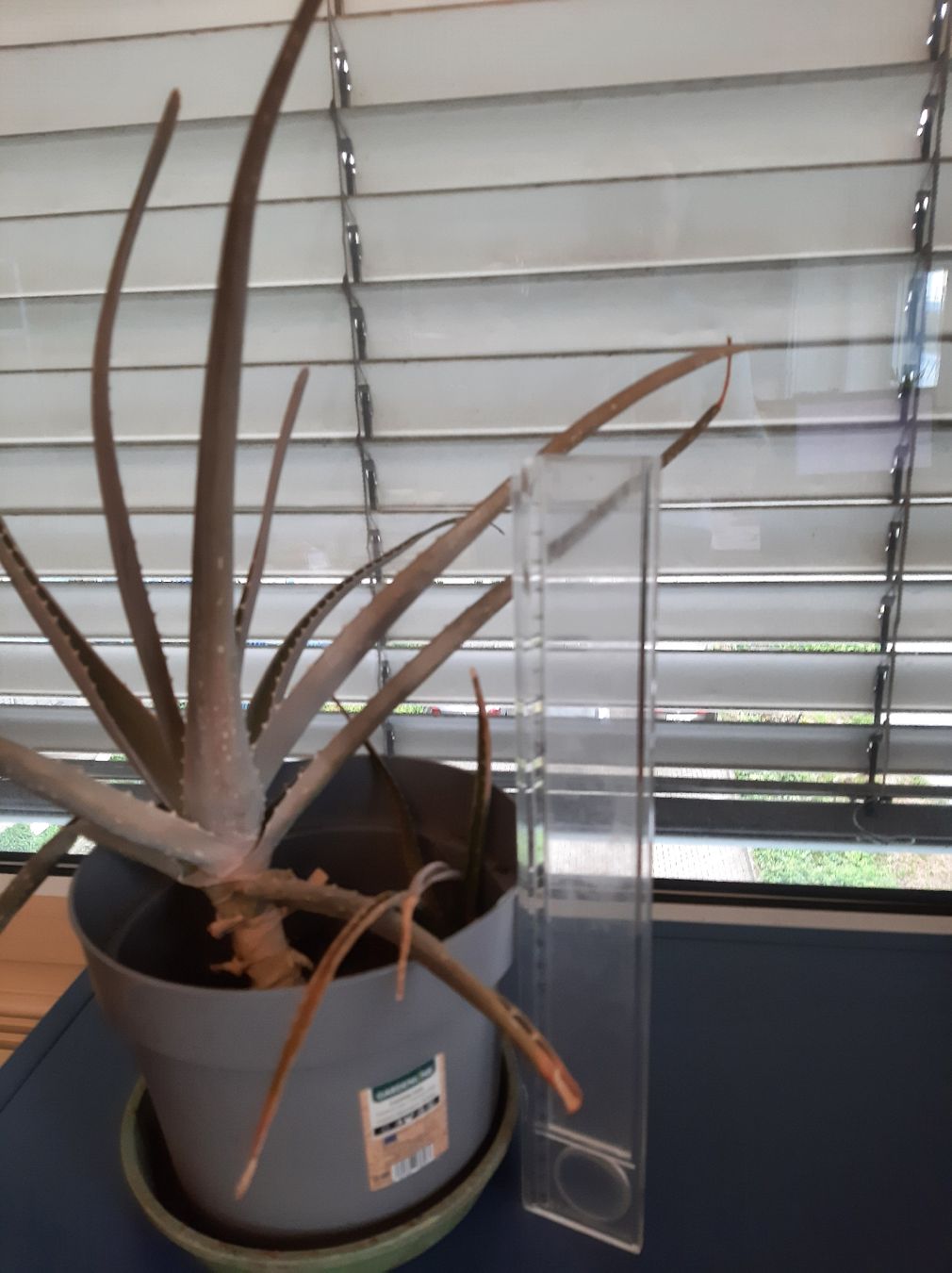 Piante & sementi: Aloe Vera Pflanze – Usato da Effretikon venduto da Misterdyn 1
