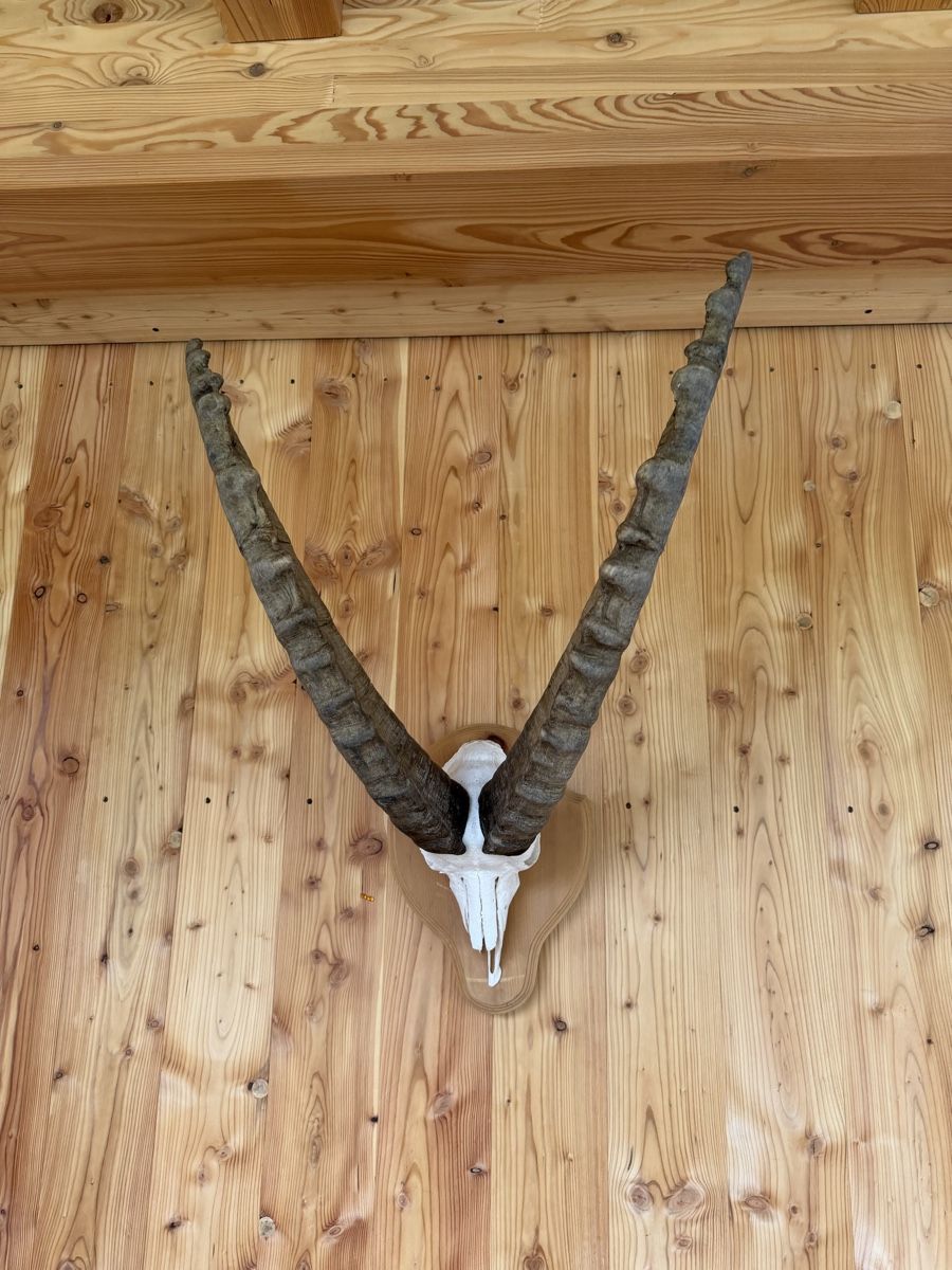 Sonstiges zum Sammeln & Seltenes: Steinbock Geweih – Gebraucht aus Pontresina von pepero64