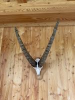Steinbock Geweih