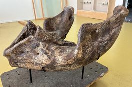 Original Unterkiefer eines Mastodons ca. 30’000 Jahre.