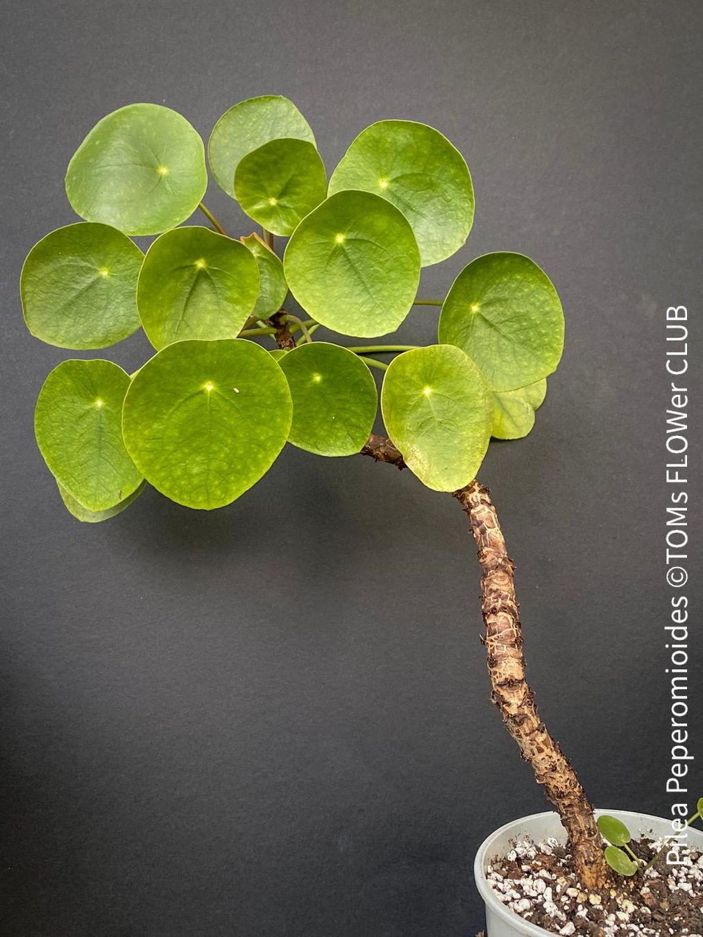 Piante & sementi: Pilea Peperomioides - 100% Bio-Anzucht – Nuovo e nell'imballaggio originale da Adliswil venduto da astom369 2