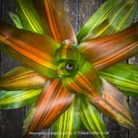 Neoregelia Orange Crush - farbenprächtige Bromelie