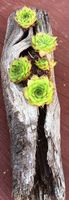 Legno Galleggiante con Piante Grasse Nuove