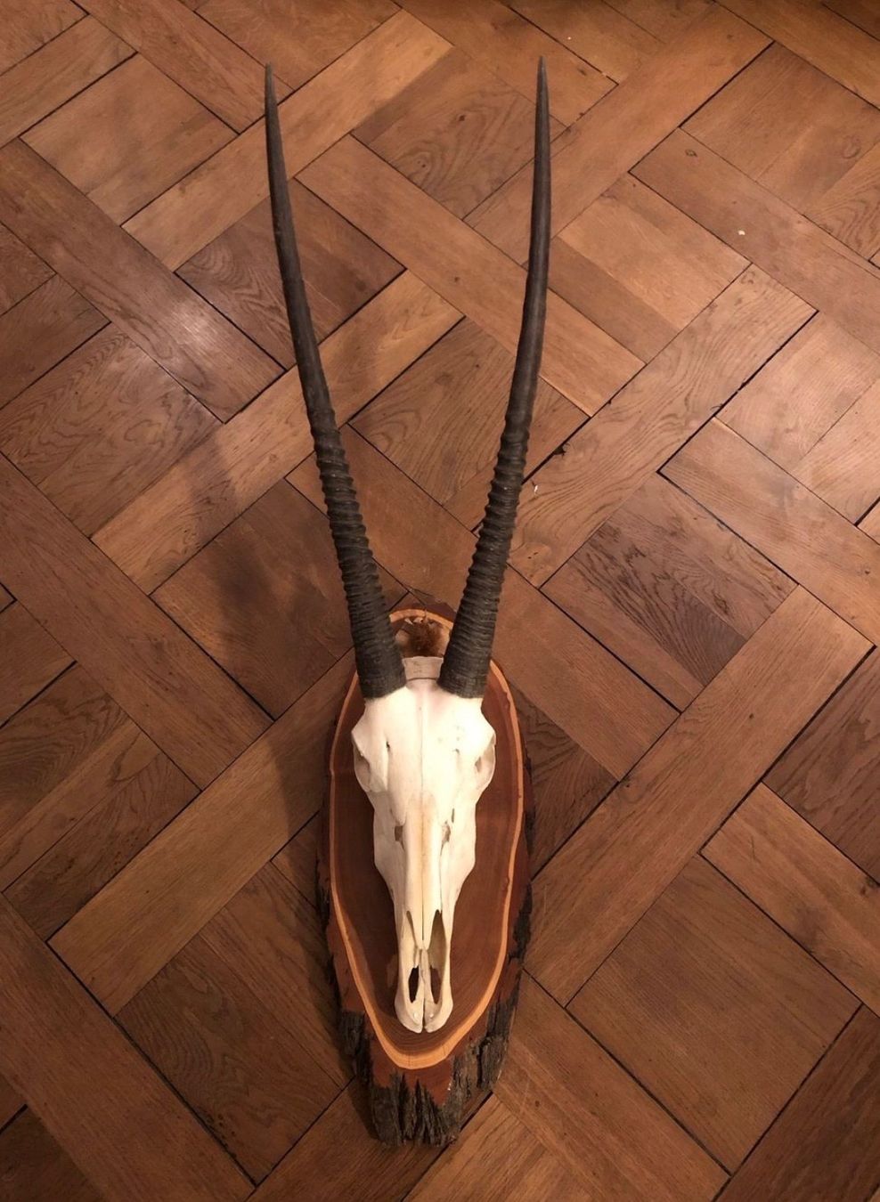 Tutte le decorazioni: Exotisches Geweih/ Oryx-Geweih – Usato da Zürich venduto da Esa8037