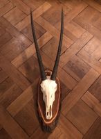 Exotisches Geweih/ Oryx-Geweih