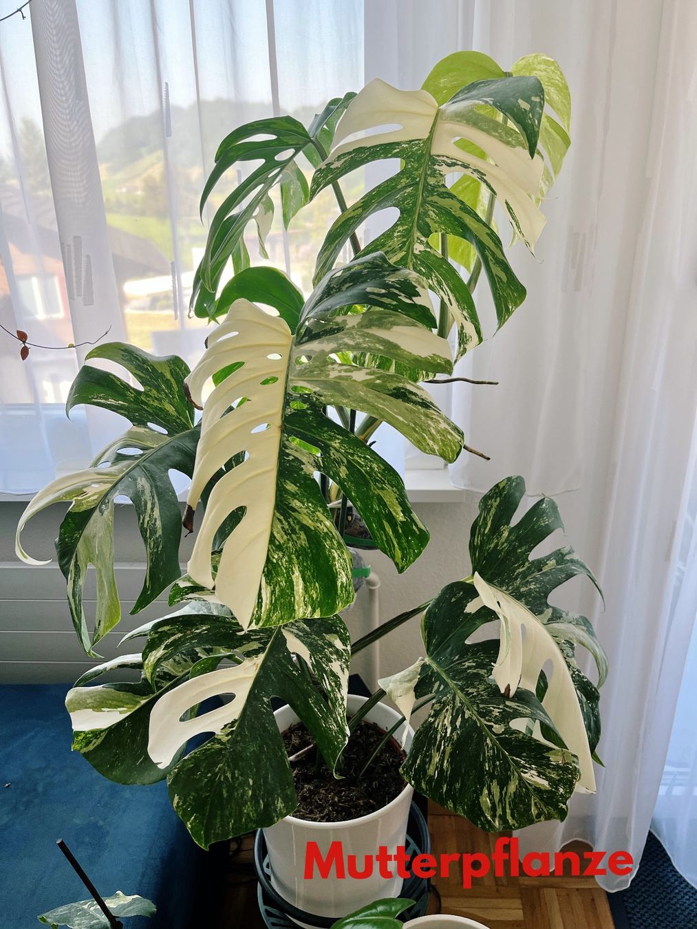 sansevieria white snake 6