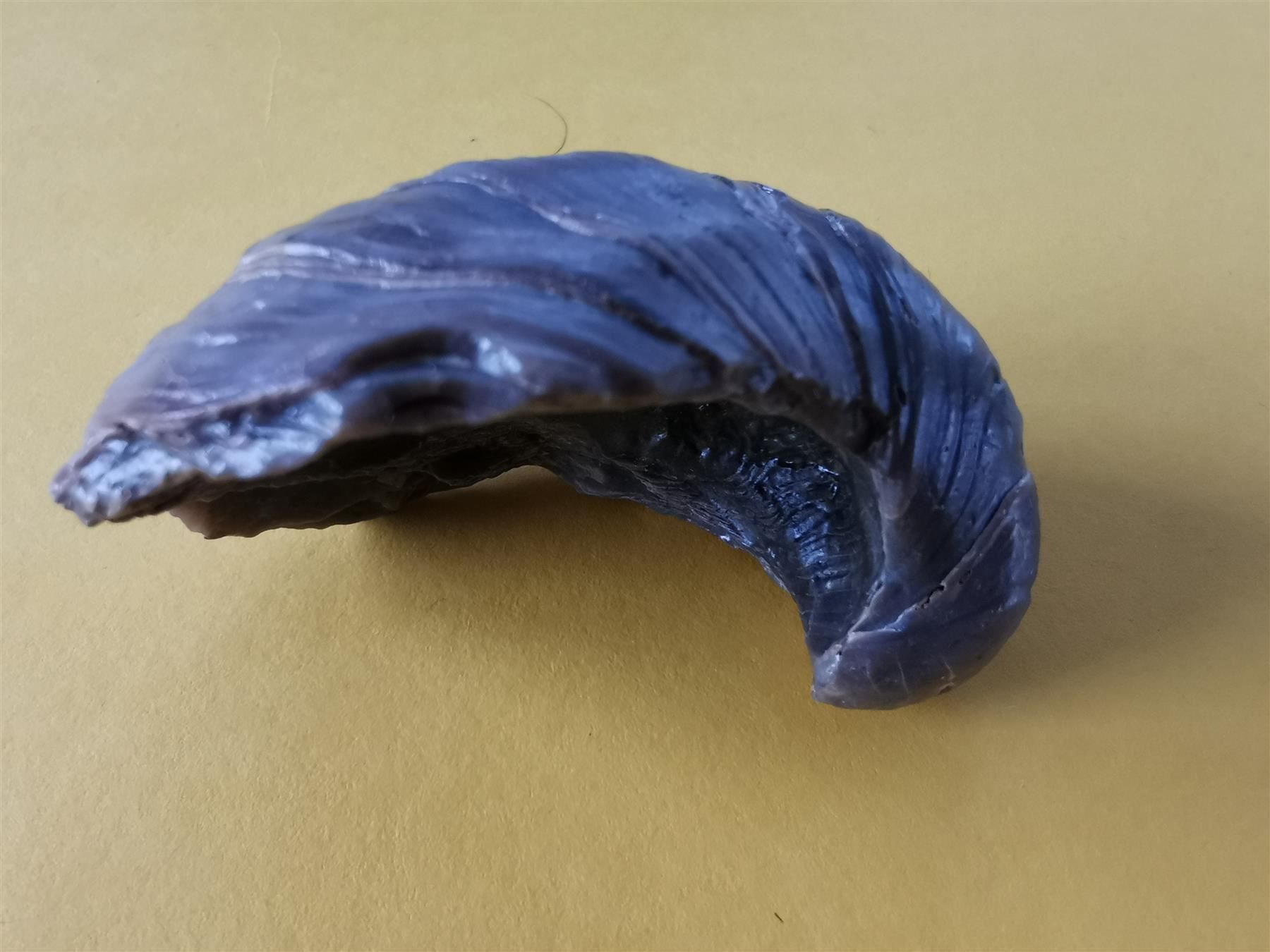 Fossili: Gryphaea arcuata als Geschenk – Usato da Olten venduto da smiples 3