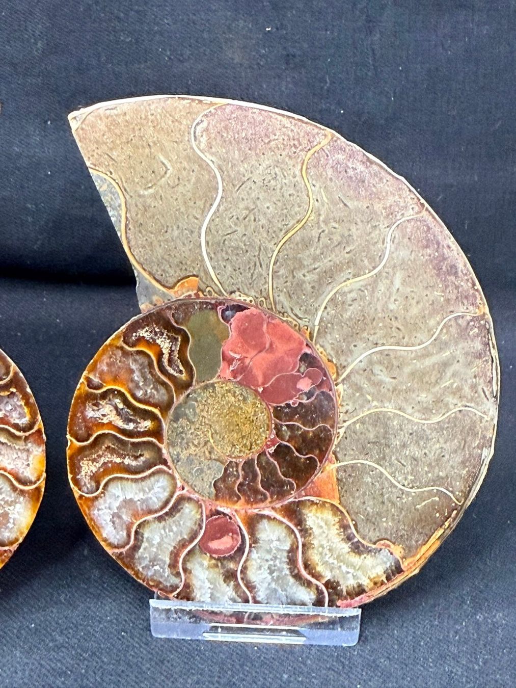 Fossilien: Ammoniten-Paar – Gebraucht aus Schinznach Bad von Demerald 2