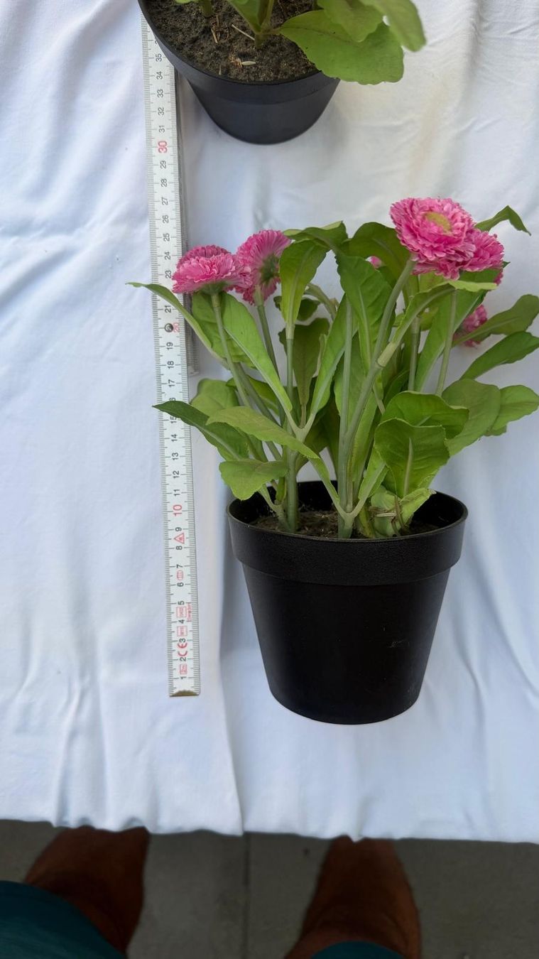 Pflanzen & Samen: Pflanze mit rosa Blumen  imTopf – Gebraucht aus Krauchthal von SamsPuce 2