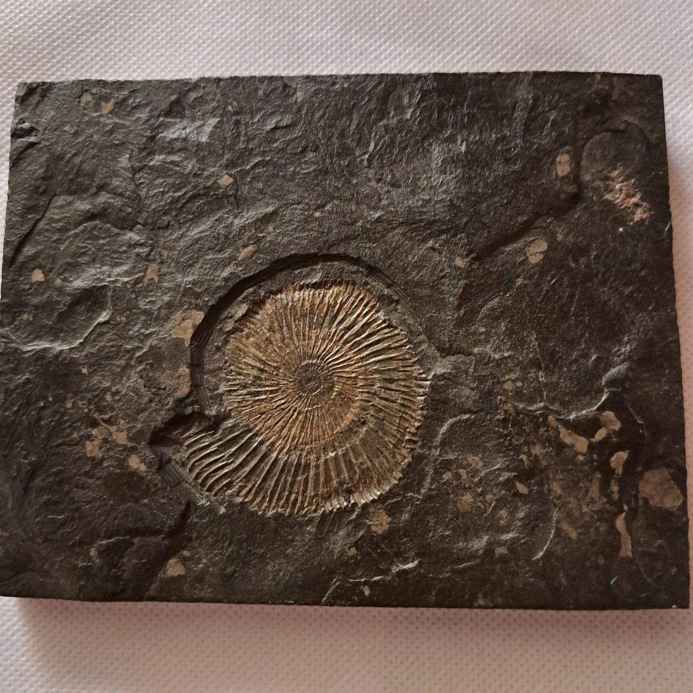 Fossilien: Fossil Amonit – Neu (gemäss Beschreibung) aus unteraegeri von Marimari
