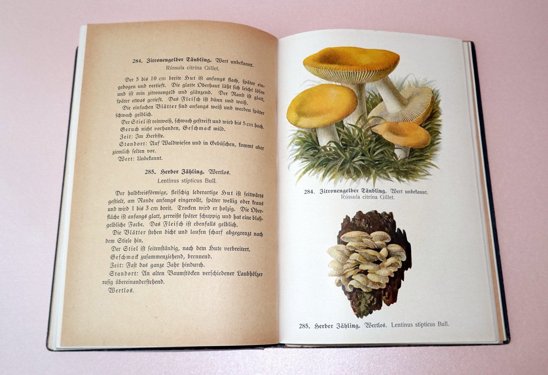 Libri: Pilzbuch Antik – Usato da Brunnen venduto da brocundfloh 3