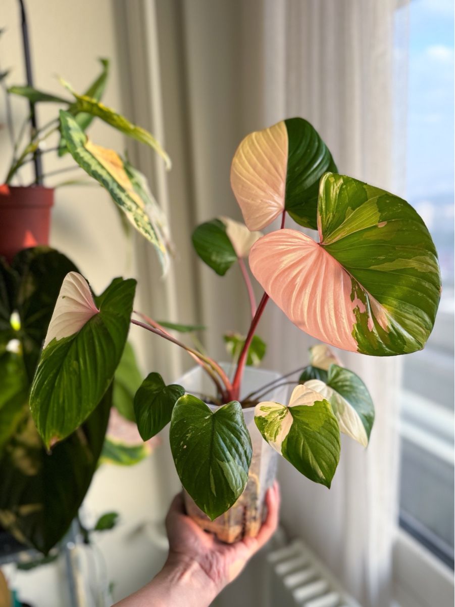 Piante & sementi: Homalomena Rubescens Pink – Nuovo (secondo la descrizione) da Bern venduto da Lucas_Ma 3