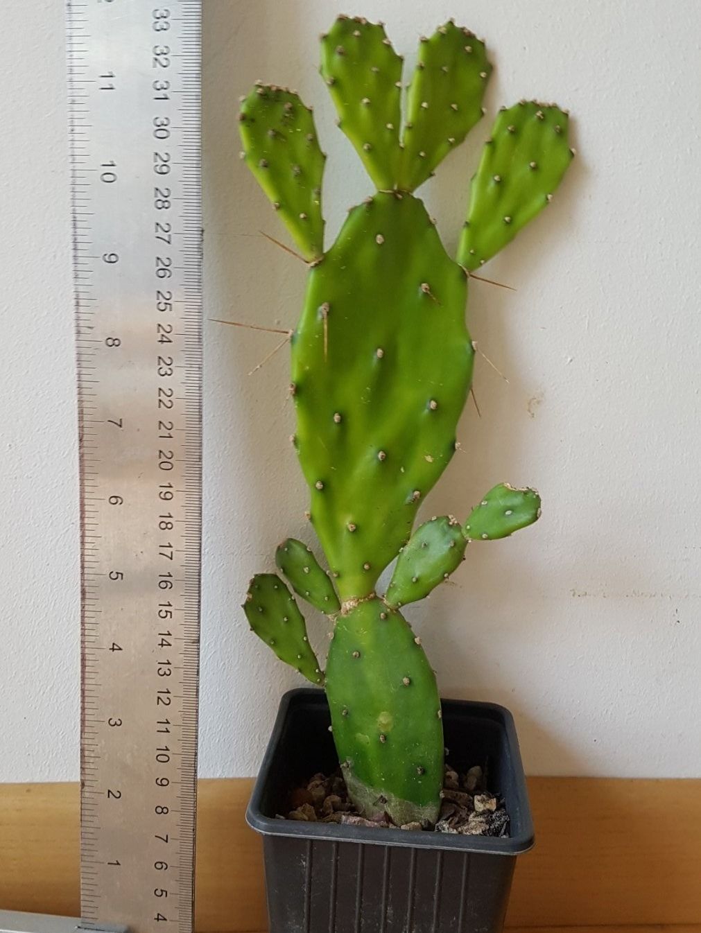 Pflanzen & Samen: Opuntia Kaktus Ableger bewurzelt – Gebraucht aus Horw von