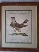 Estampe Faucon crécerelle (Sparviere comune)
